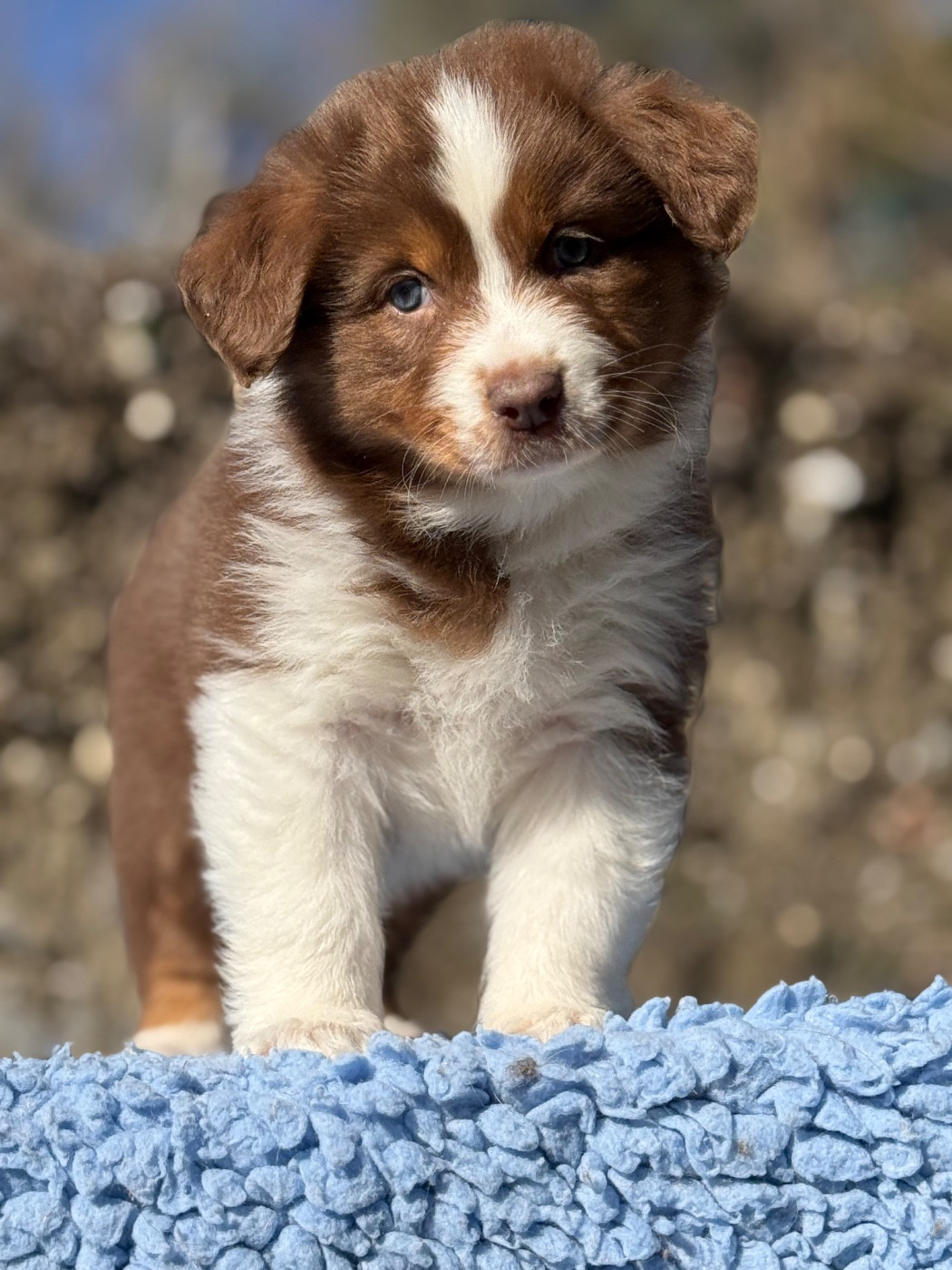 du Château de l'Amour - Chiots disponibles - Berger Australien