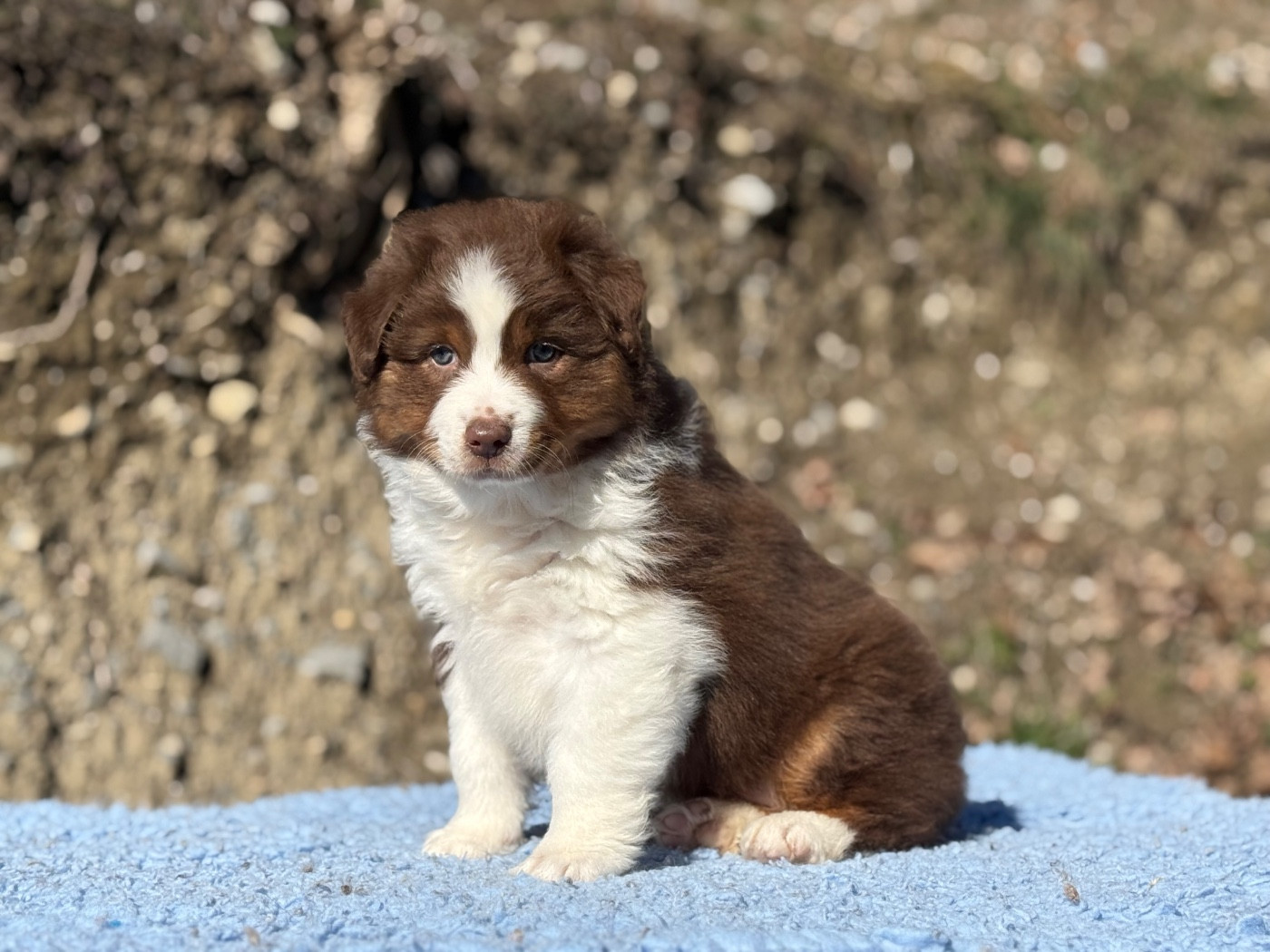 du Château de l'Amour - Chiots disponibles - Berger Australien
