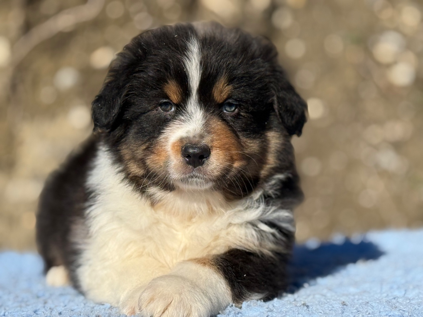 du Château de l'Amour - Chiots disponibles - Berger Australien