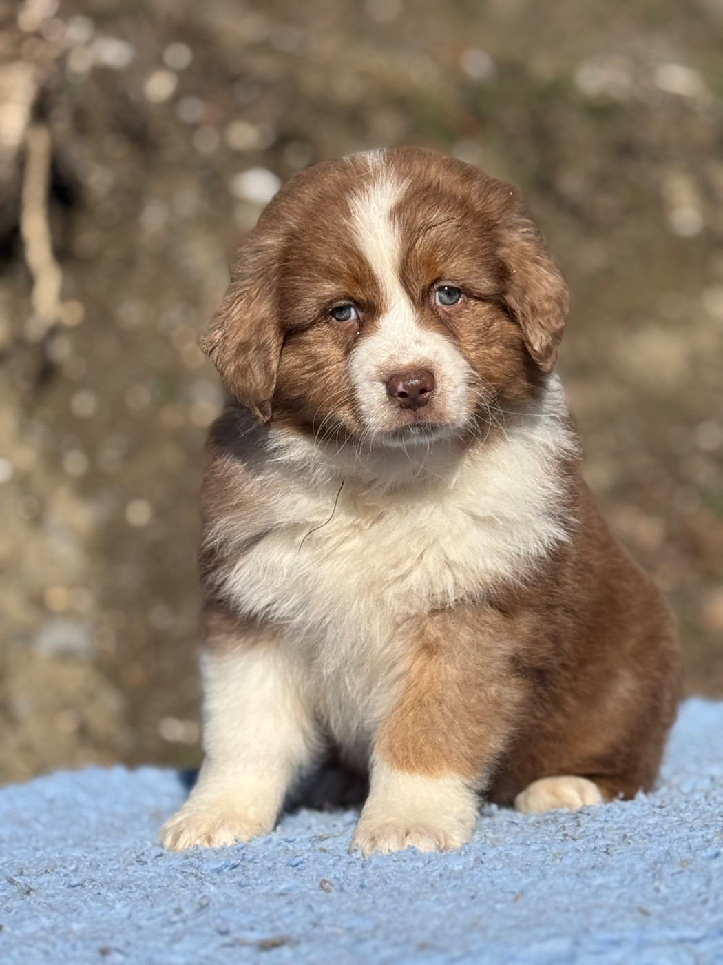 du Château de l'Amour - Chiots disponibles - Berger Australien