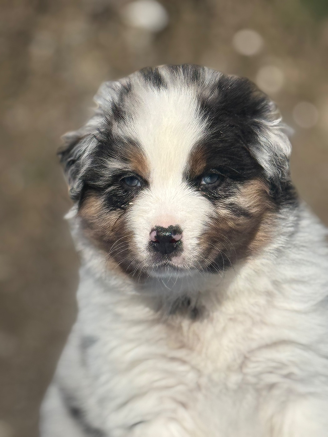 du Château de l'Amour - Chiots disponibles - Berger Australien