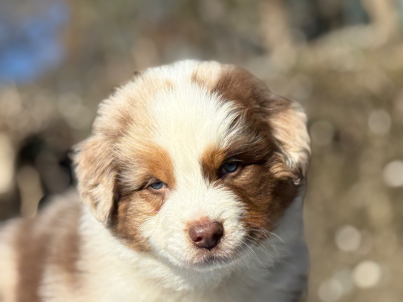 du Château de l'Amour - Chiots disponibles - Berger Australien