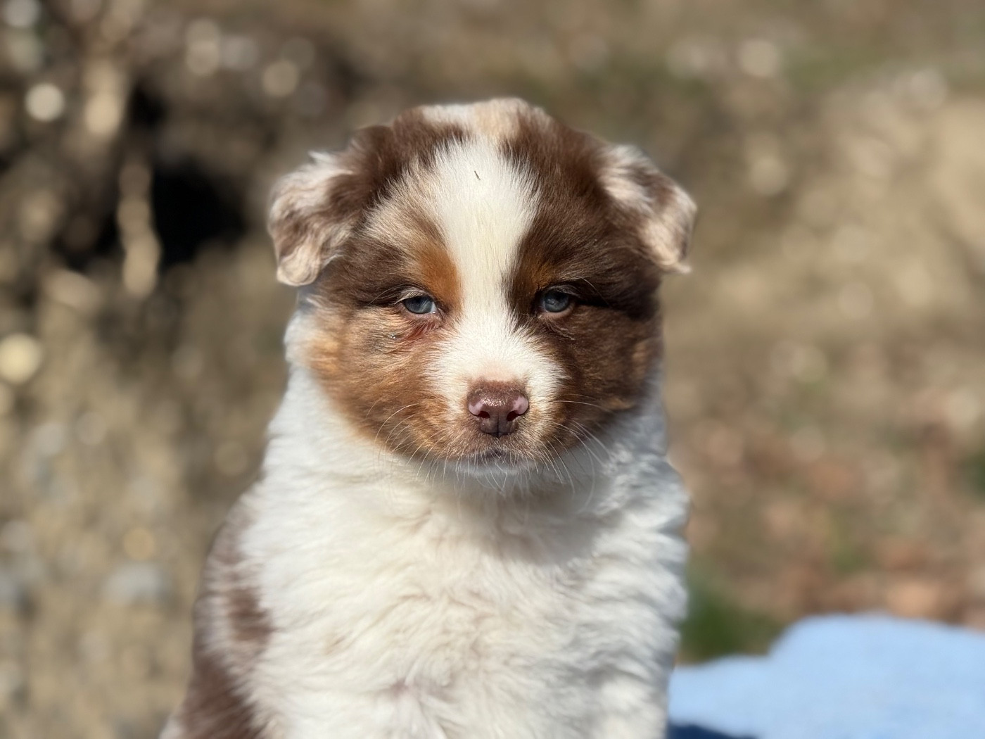 du Château de l'Amour - Chiots disponibles - Berger Australien