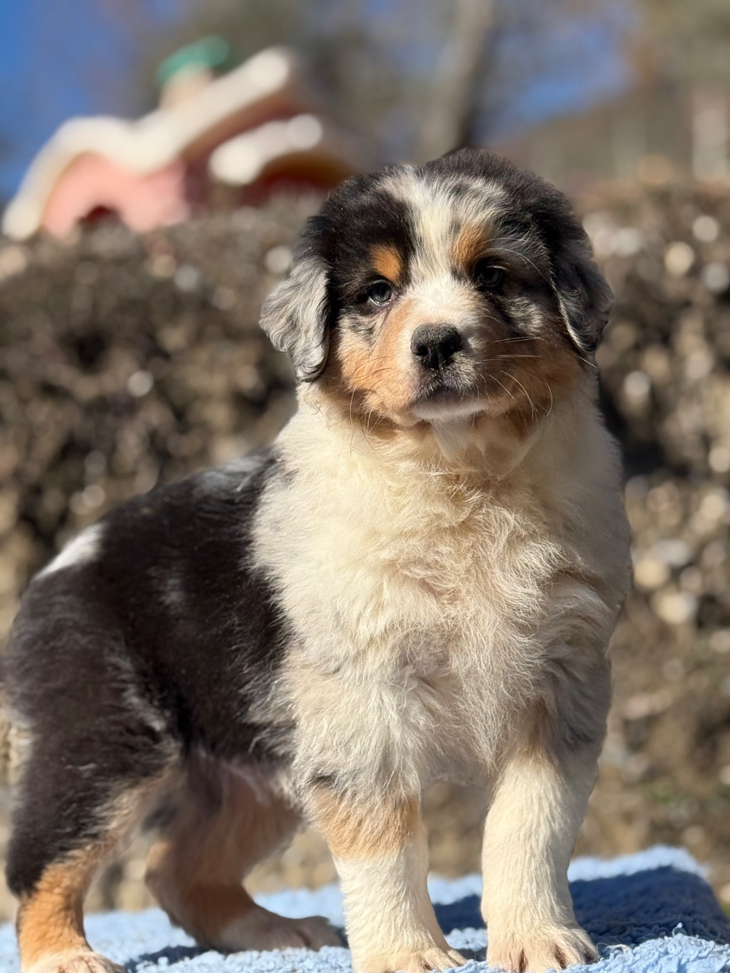 du Château de l'Amour - Chiots disponibles - Berger Australien