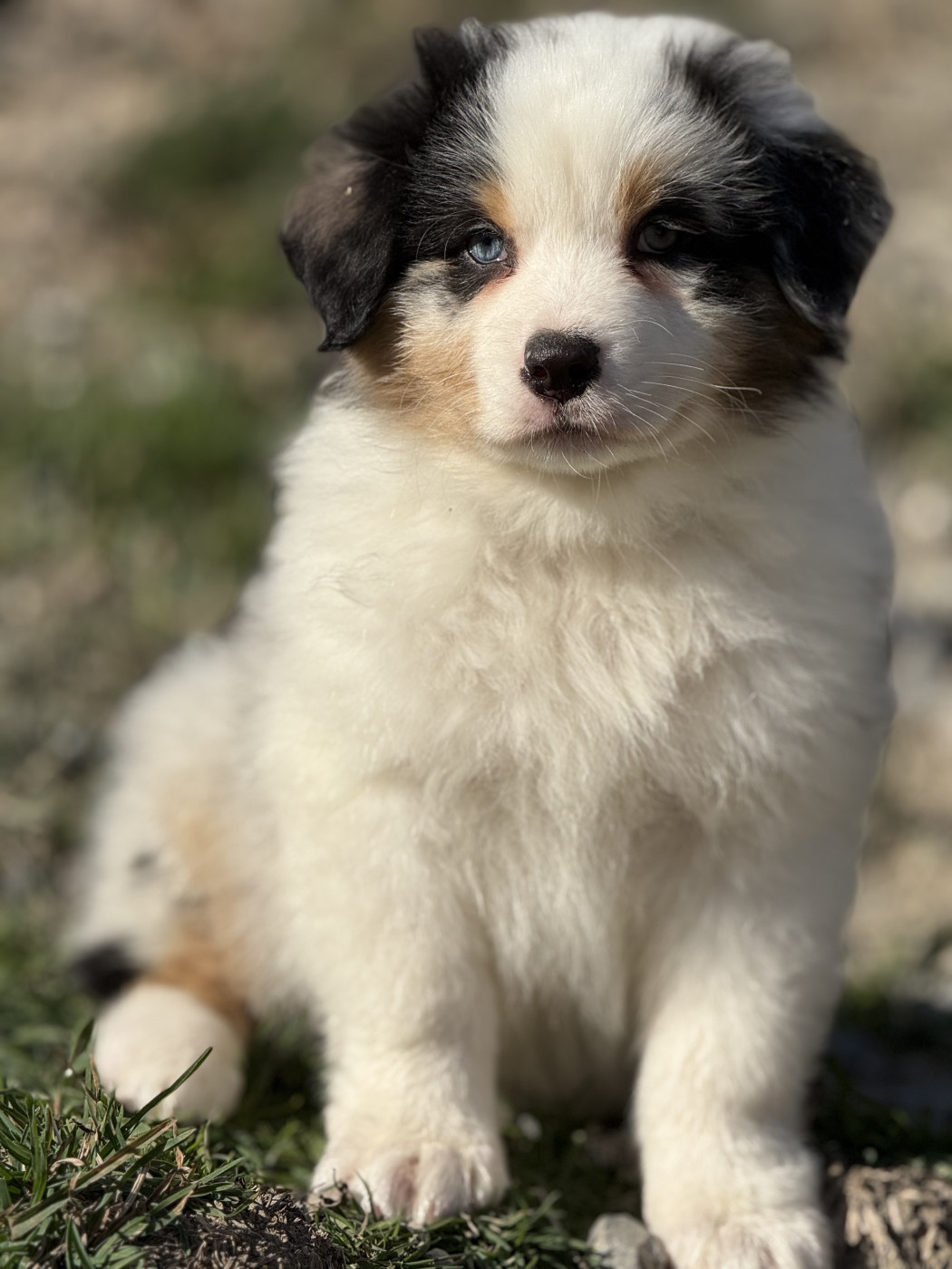 du Château de l'Amour - Chiots disponibles - Berger Australien