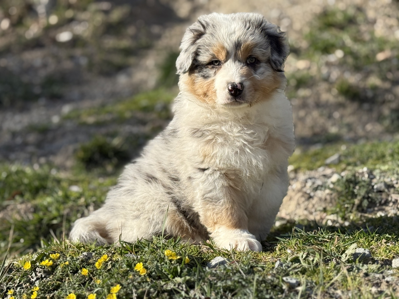 du Château de l'Amour - Chiots disponibles - Berger Australien