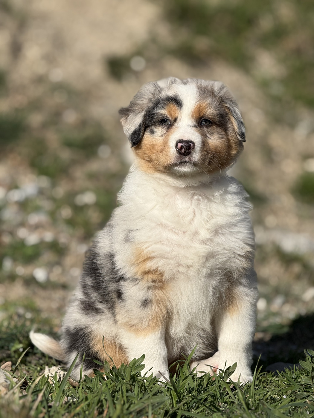 du Château de l'Amour - Chiots disponibles - Berger Australien