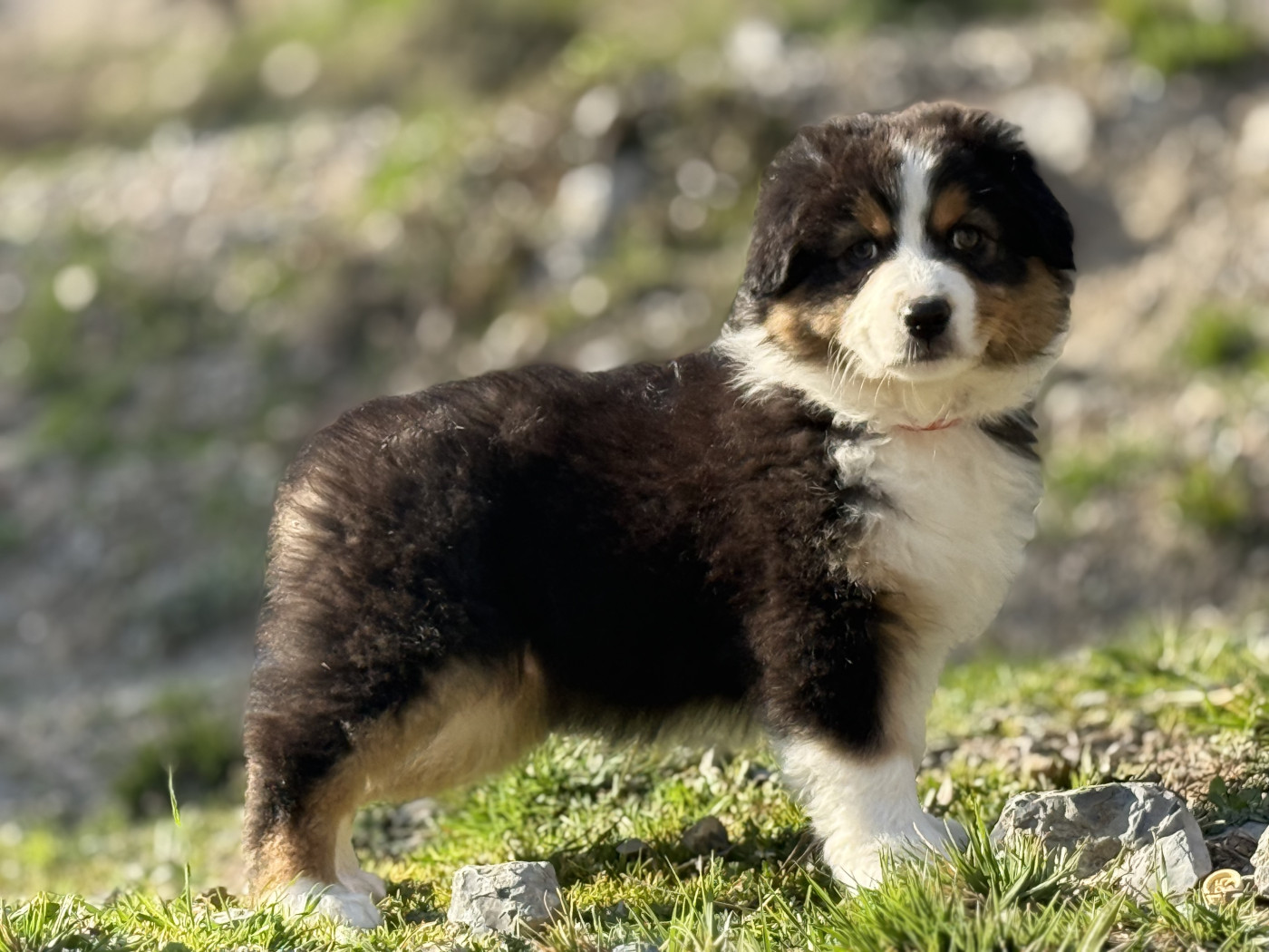 du Château de l'Amour - Chiots disponibles - Berger Australien