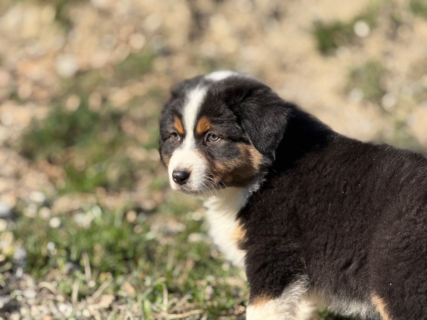 du Château de l'Amour - Chiots disponibles - Berger Australien