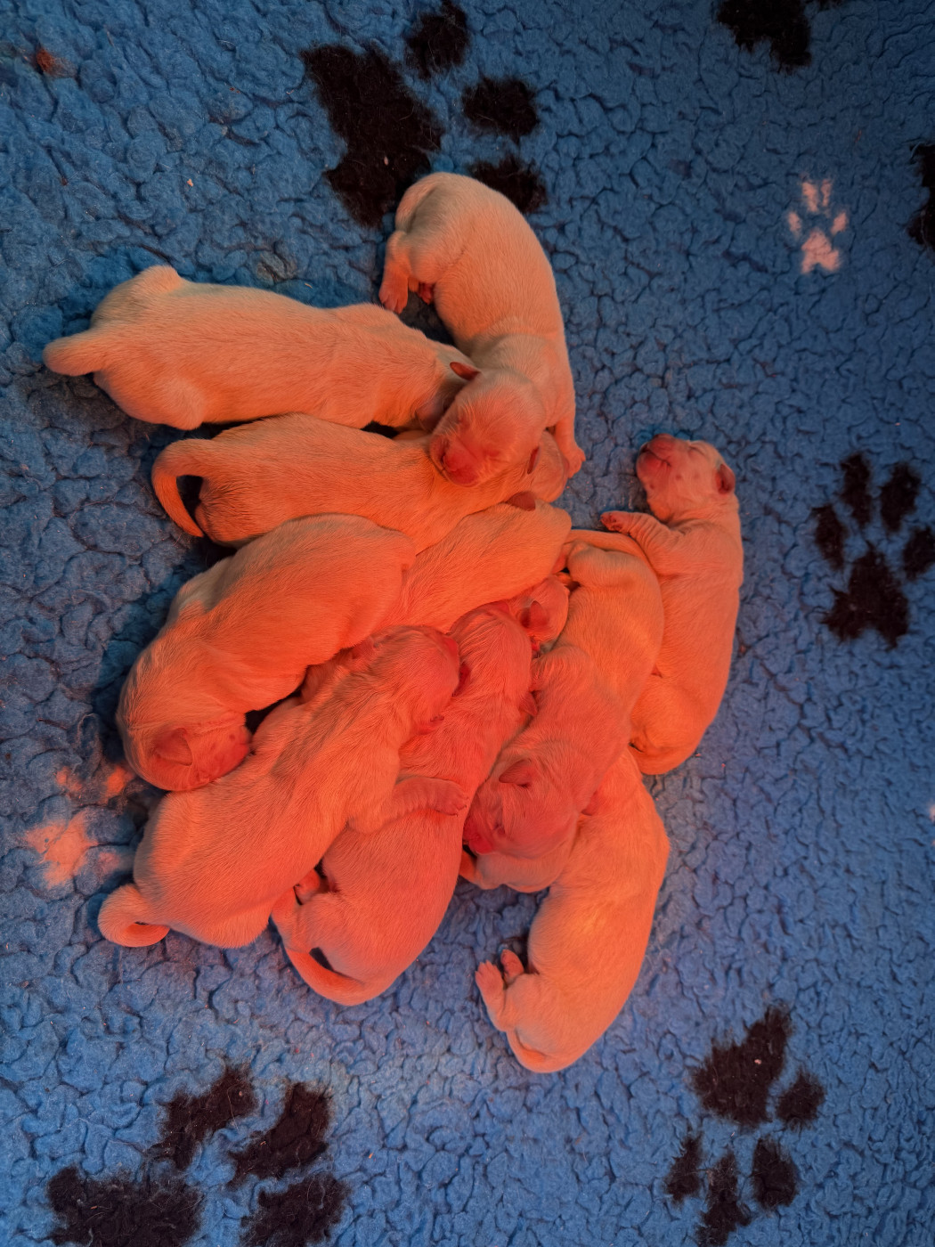 Chiot Golden Retriever du Château de l'Amour