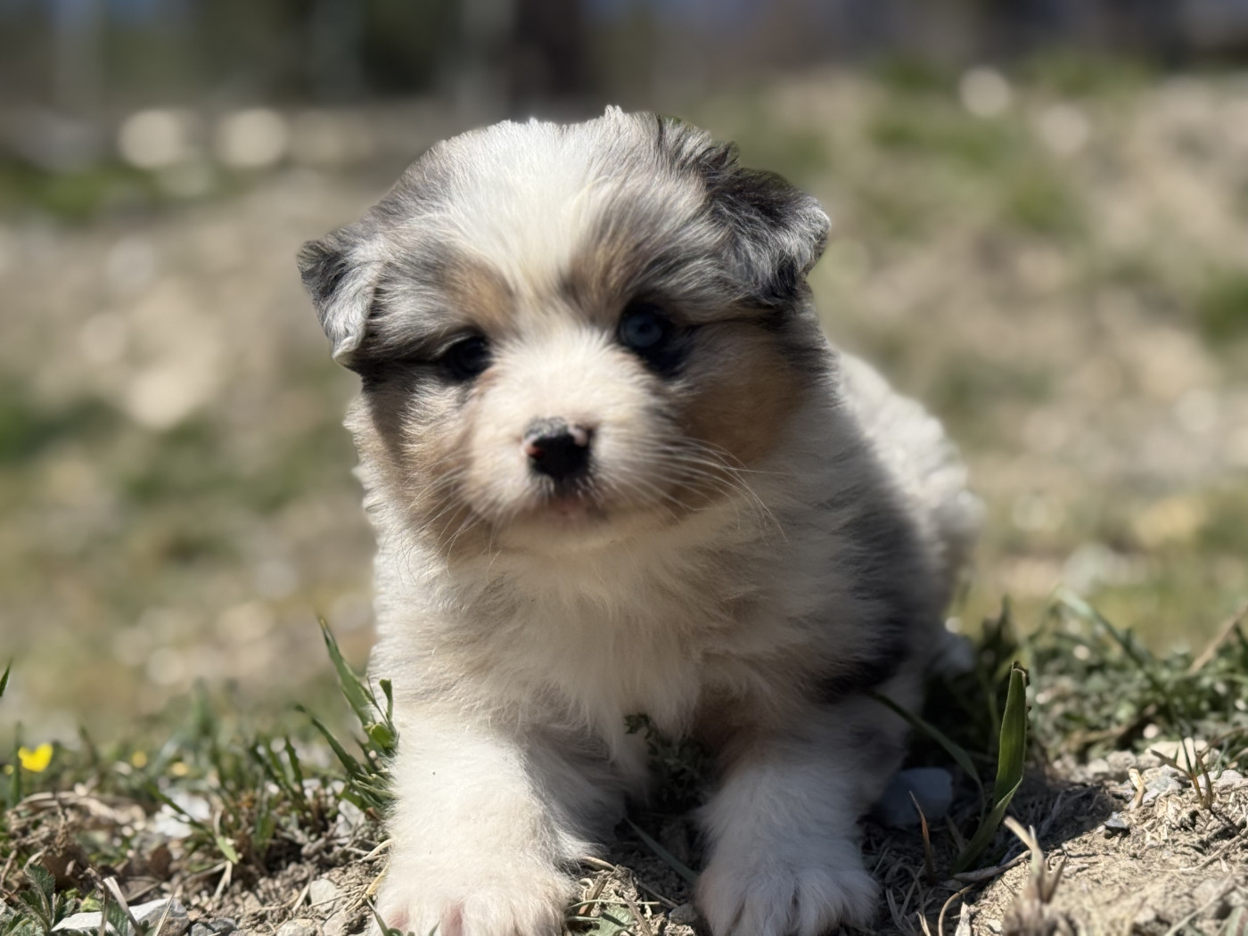 du Château de l'Amour - Chiots disponibles - Berger Australien