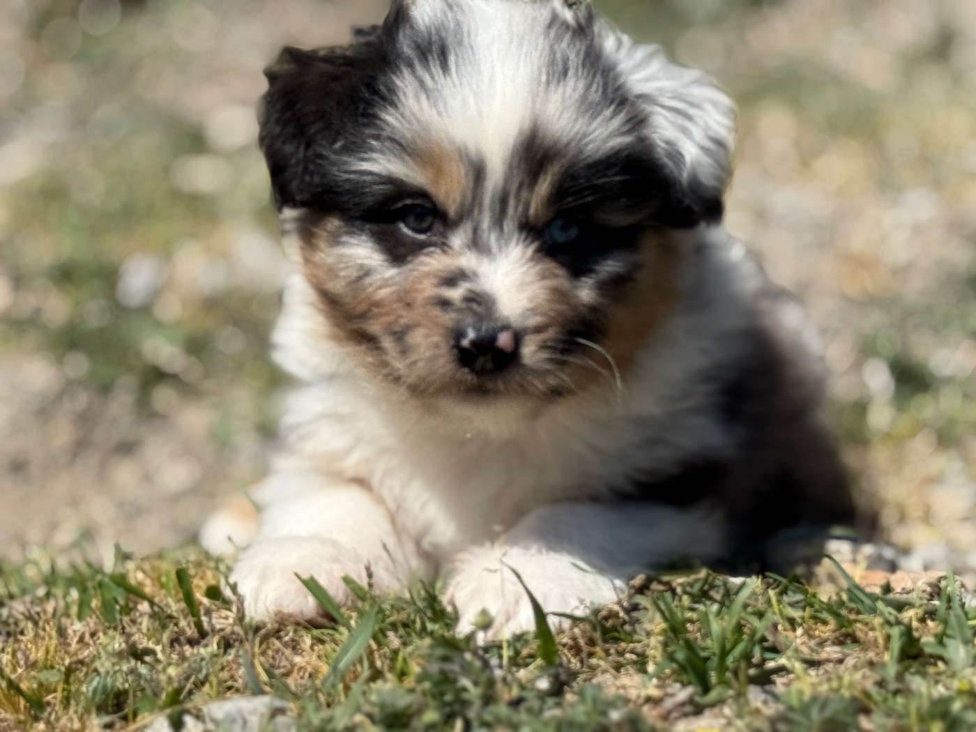 du Château de l'Amour - Chiots disponibles - Berger Australien