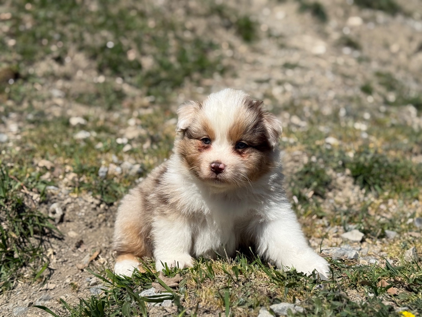 du Château de l'Amour - Chiots disponibles - Berger Australien