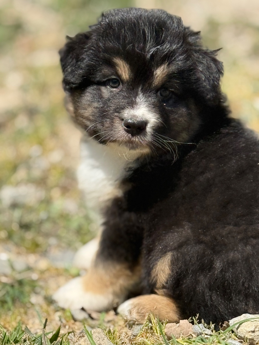 du Château de l'Amour - Chiots disponibles - Berger Australien