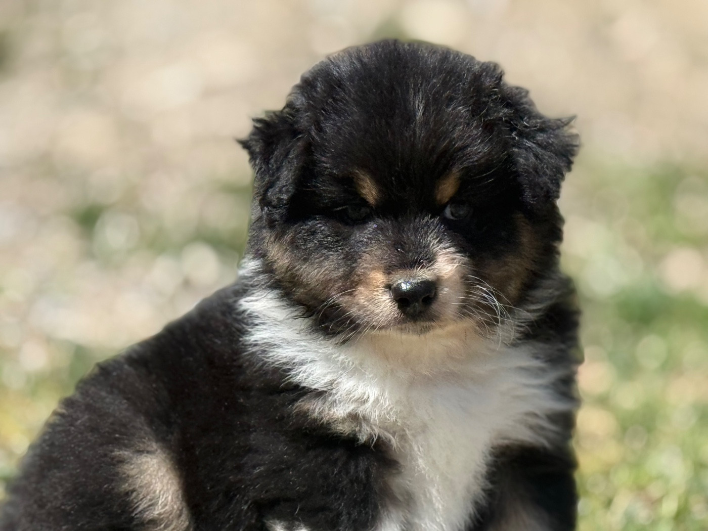 du Château de l'Amour - Chiots disponibles - Berger Australien