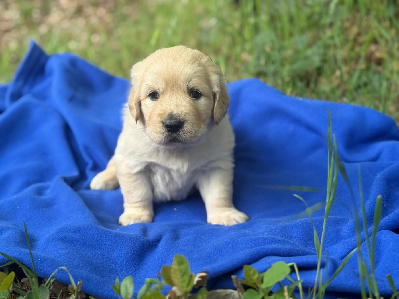 du Château de l'Amour - Chiots disponibles - Golden Retriever