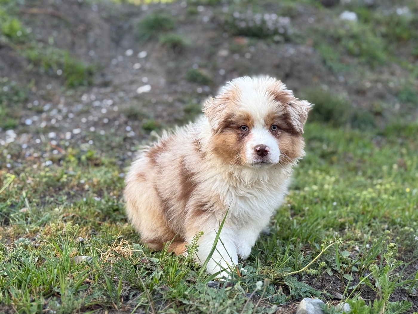 du Château de l'Amour - Chiots disponibles - Berger Australien