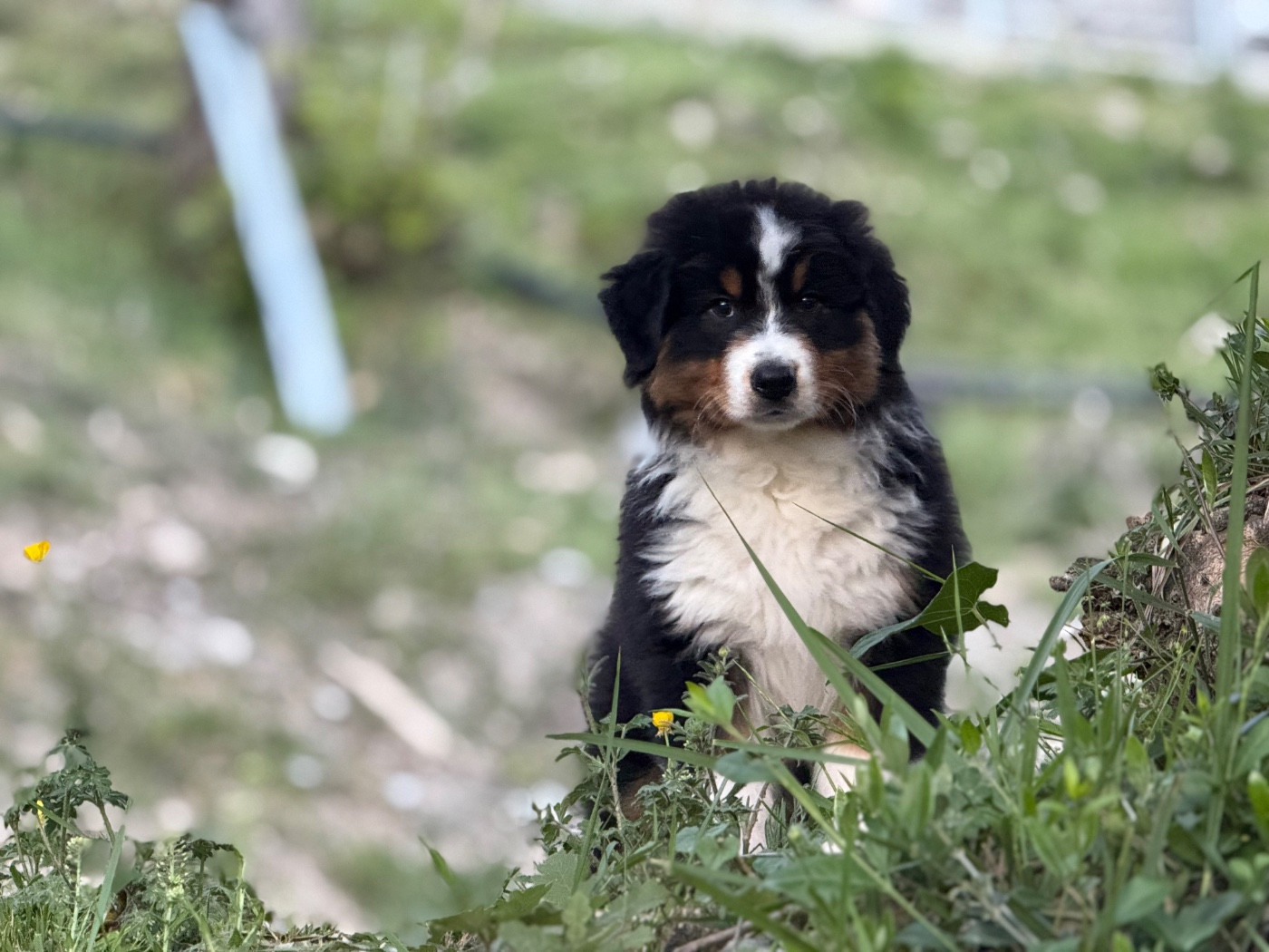 du Château de l'Amour - Chiots disponibles - Berger Australien