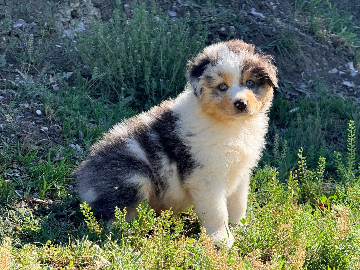 du Château de l'Amour - Chiots disponibles - Berger Australien