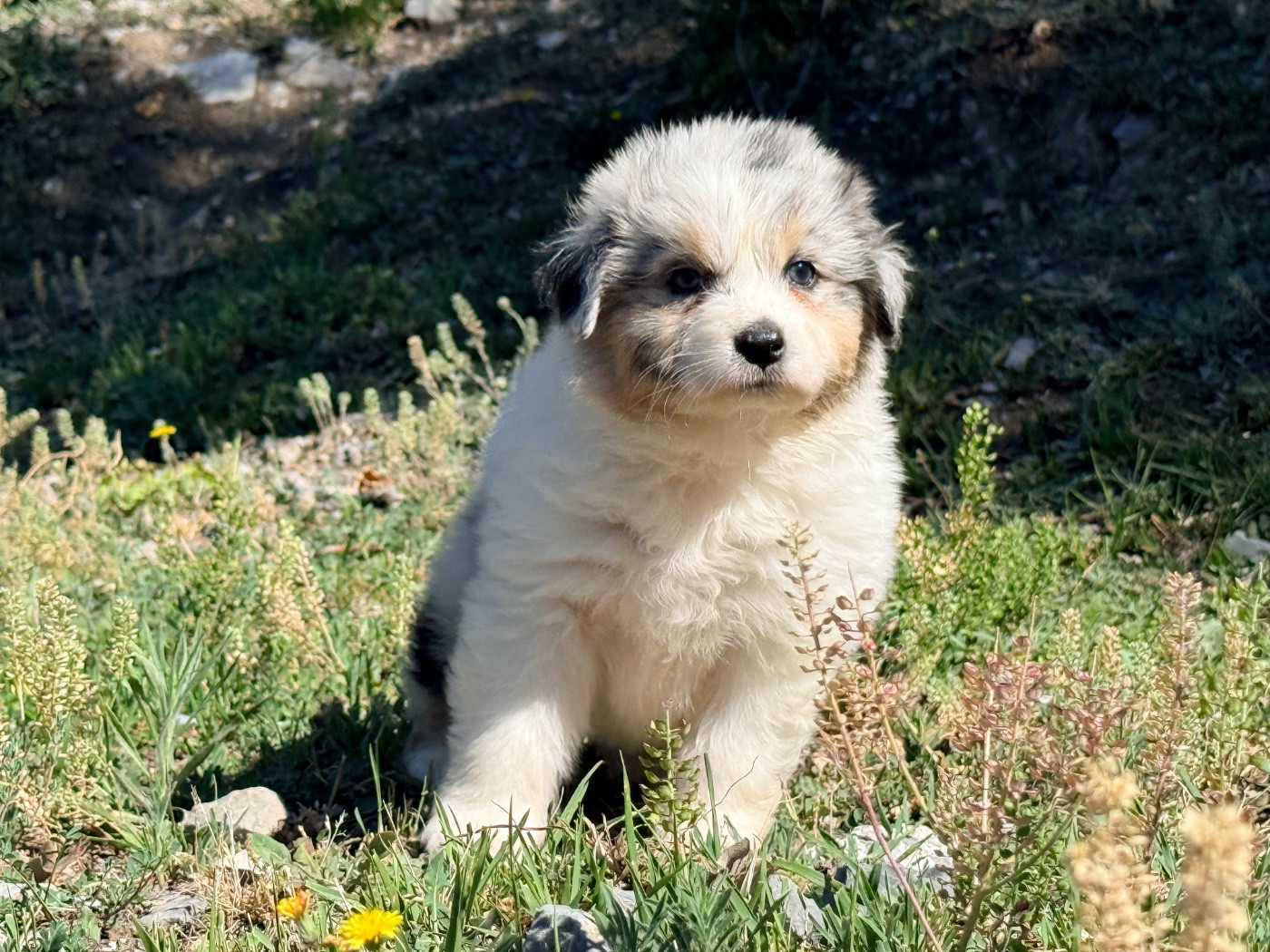 du Château de l'Amour - Chiots disponibles - Berger Australien