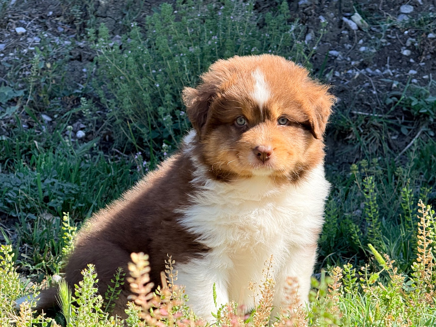 du Château de l'Amour - Chiots disponibles - Berger Australien