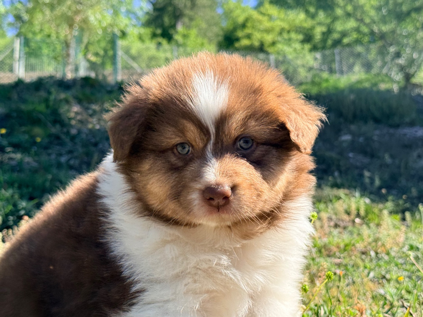 du Château de l'Amour - Chiots disponibles - Berger Australien