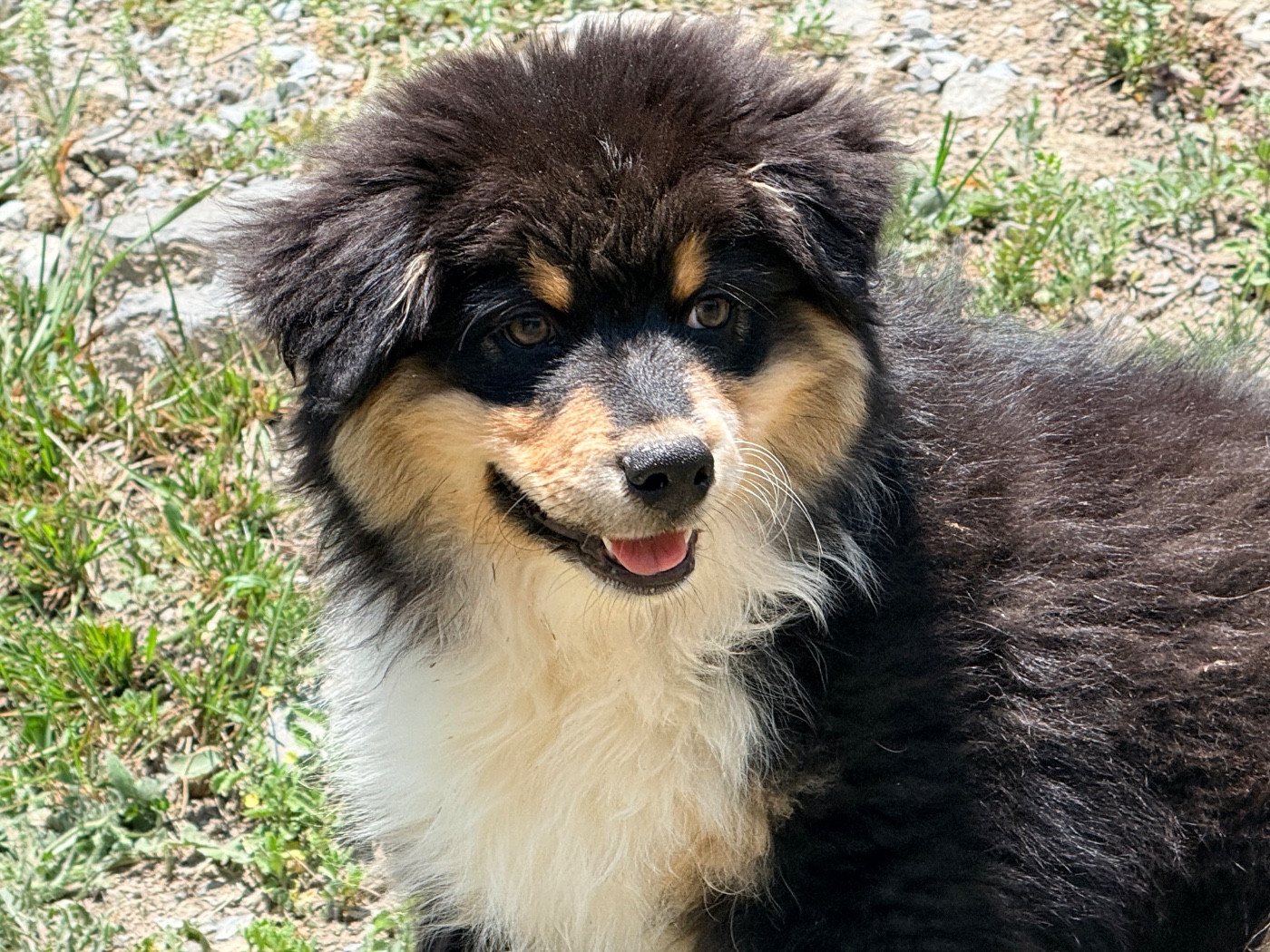 du Château de l'Amour - Chiots disponibles - Berger Australien