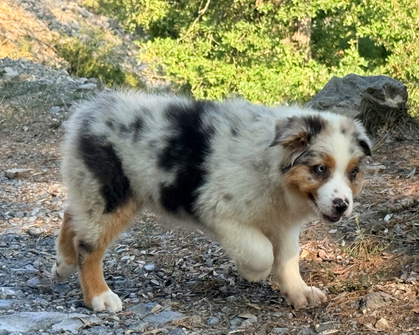 du Château de l'Amour - Chiots disponibles - Berger Australien