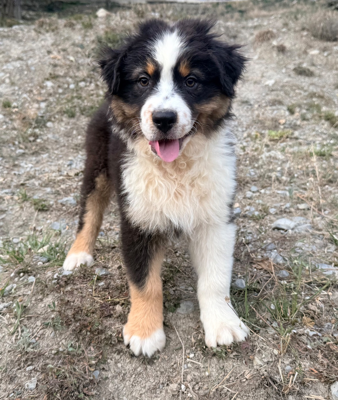 du Château de l'Amour - Chiots disponibles - Berger Australien