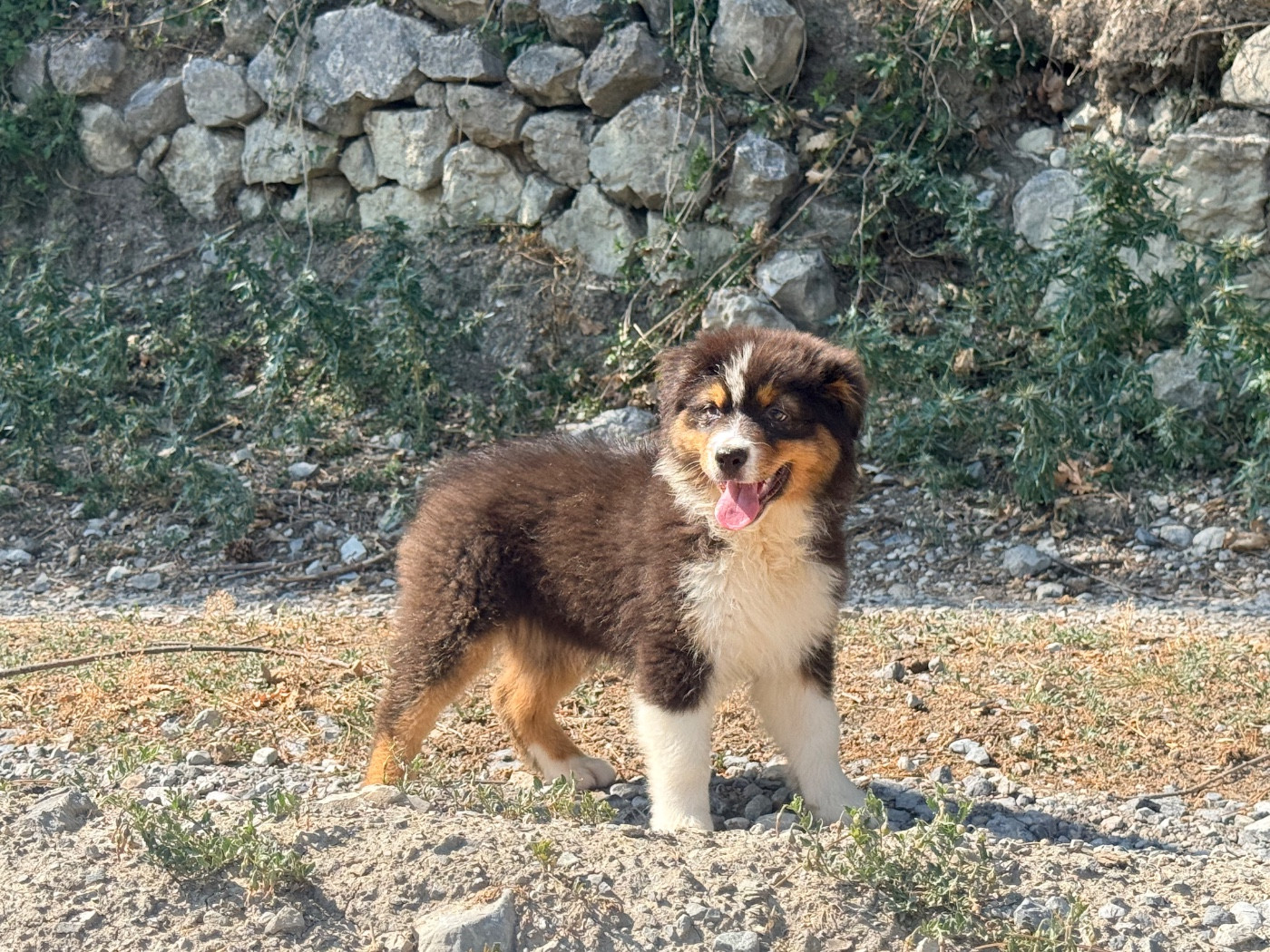 du Château de l'Amour - Chiots disponibles - Berger Australien