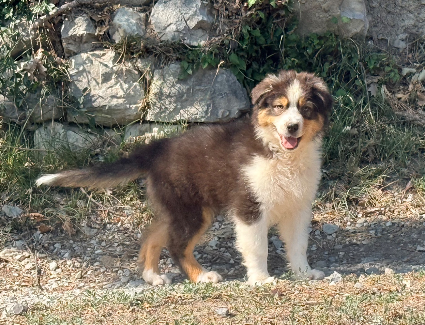 du Château de l'Amour - Chiots disponibles - Berger Australien