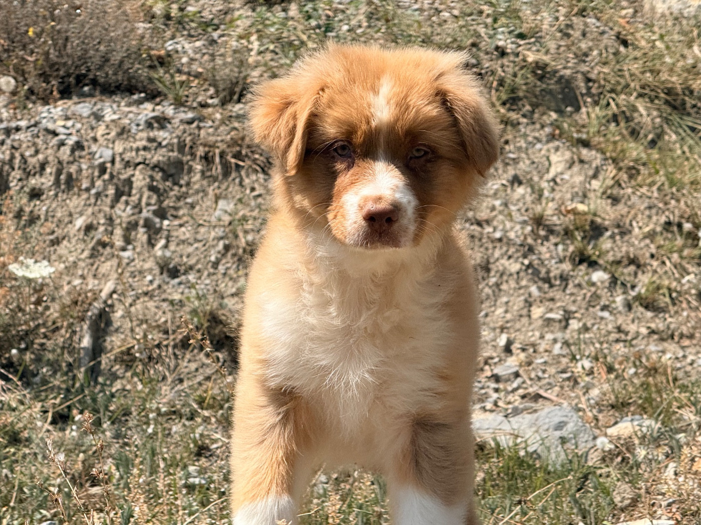 du Château de l'Amour - Chiots disponibles - Berger Australien