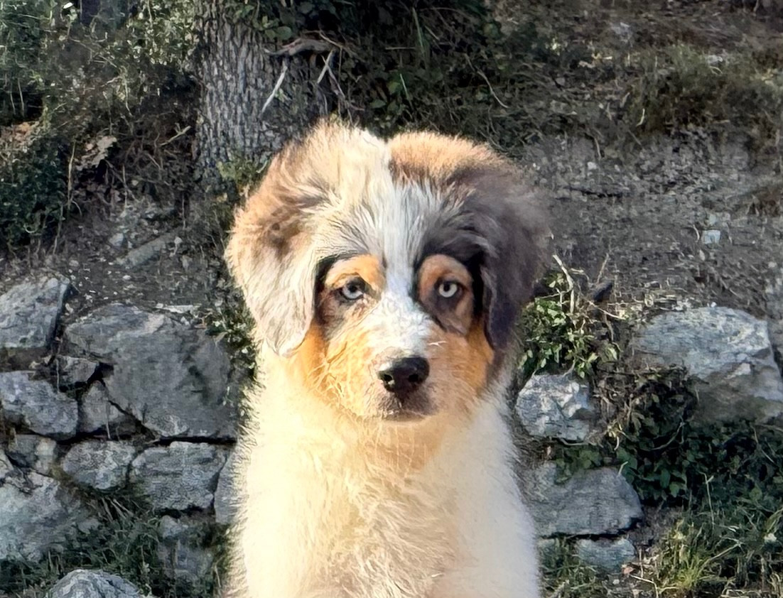 du Château de l'Amour - Chiots disponibles - Berger Australien