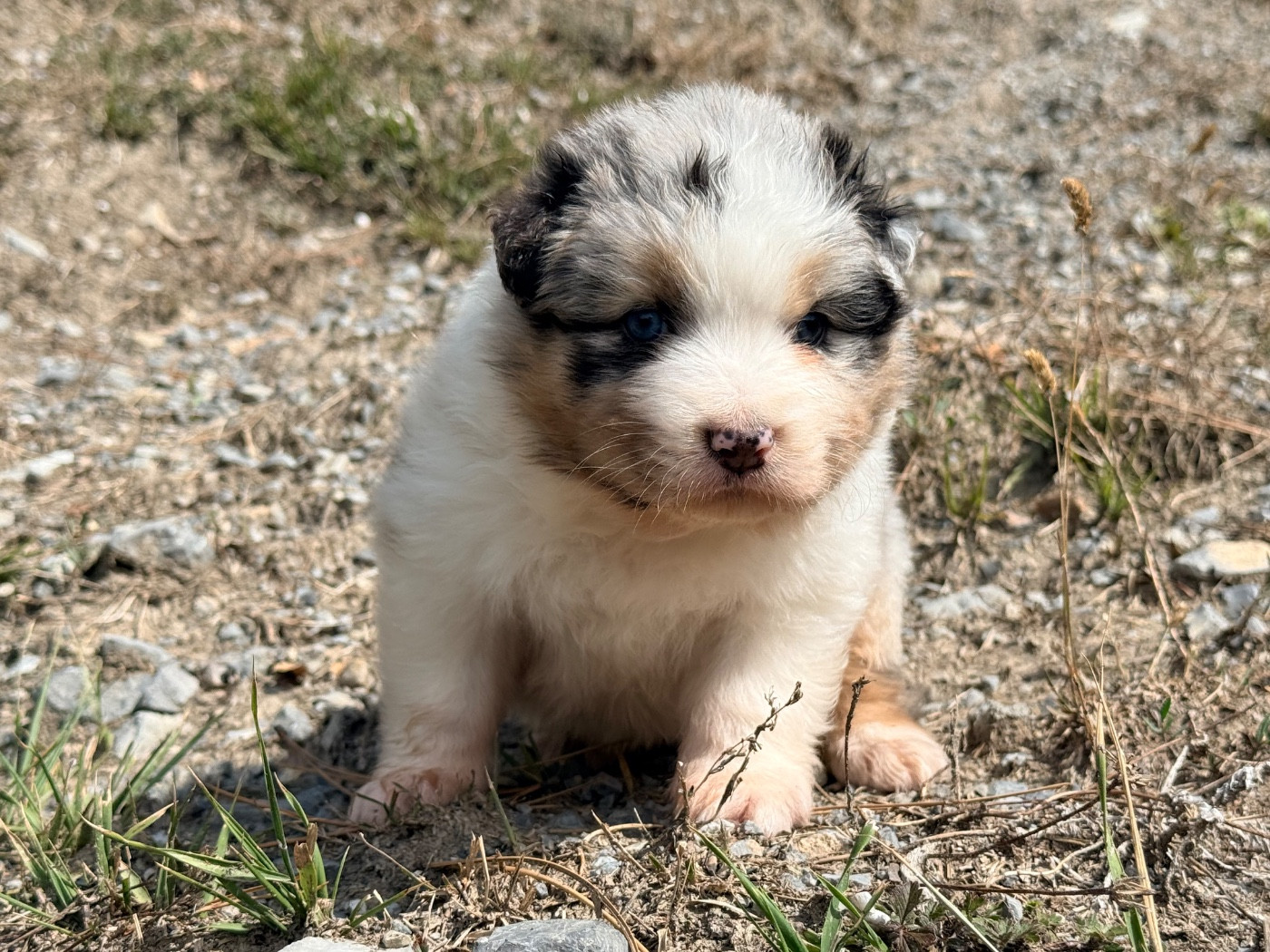 du Château de l'Amour - Chiots disponibles - Berger Australien