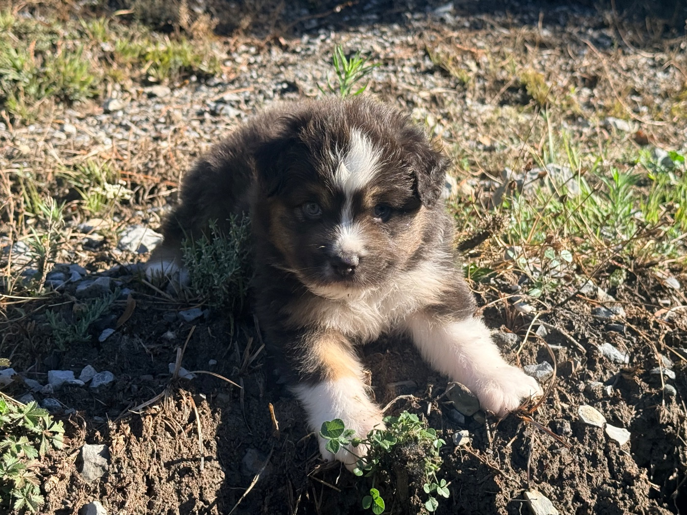 du Château de l'Amour - Chiots disponibles - Berger Australien