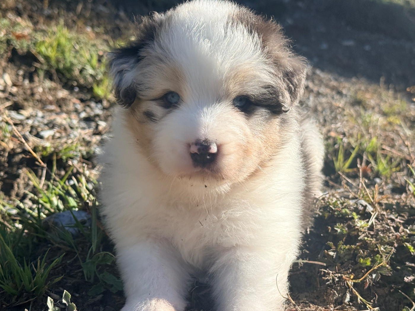 du Château de l'Amour - Chiots disponibles - Berger Australien