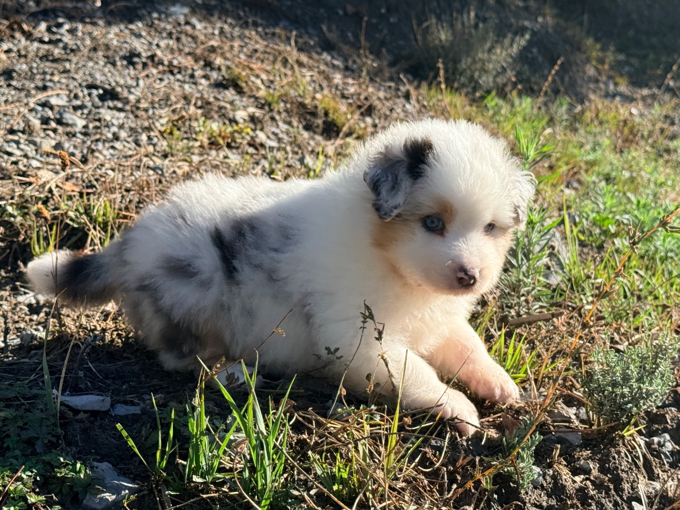 du Château de l'Amour - Chiots disponibles - Berger Australien