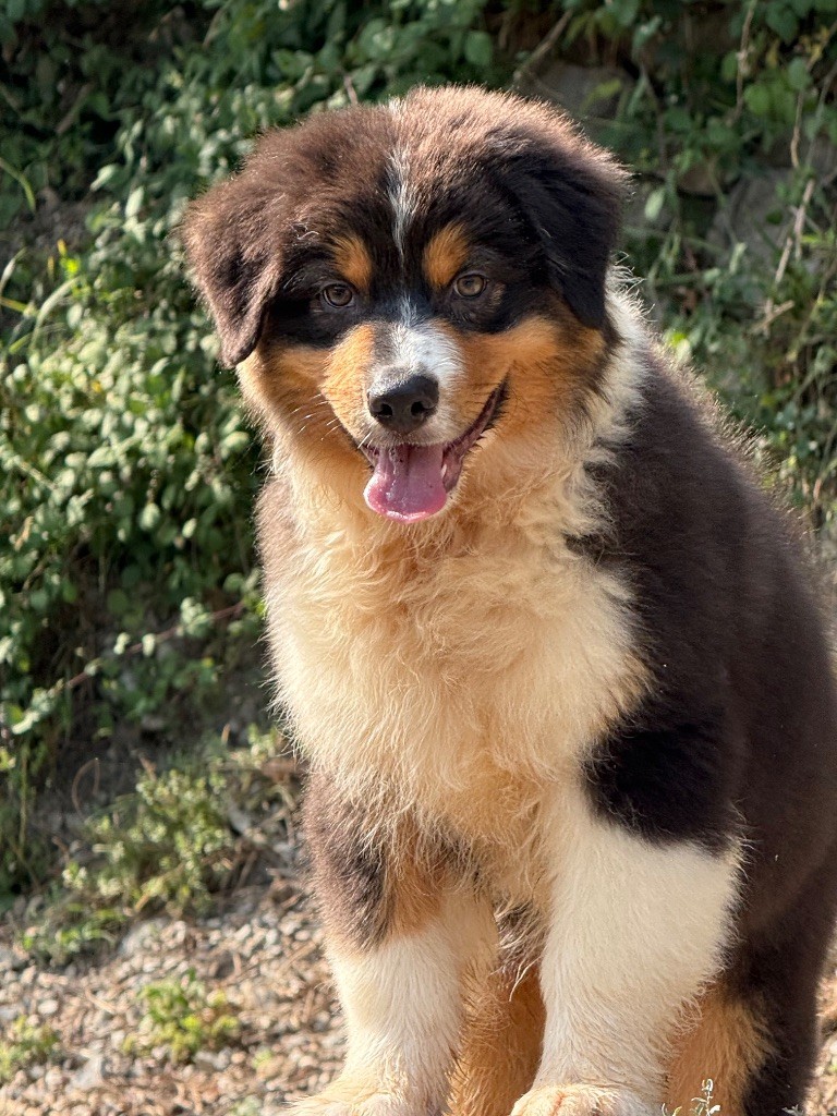 du Château de l'Amour - Chiots disponibles - Berger Australien