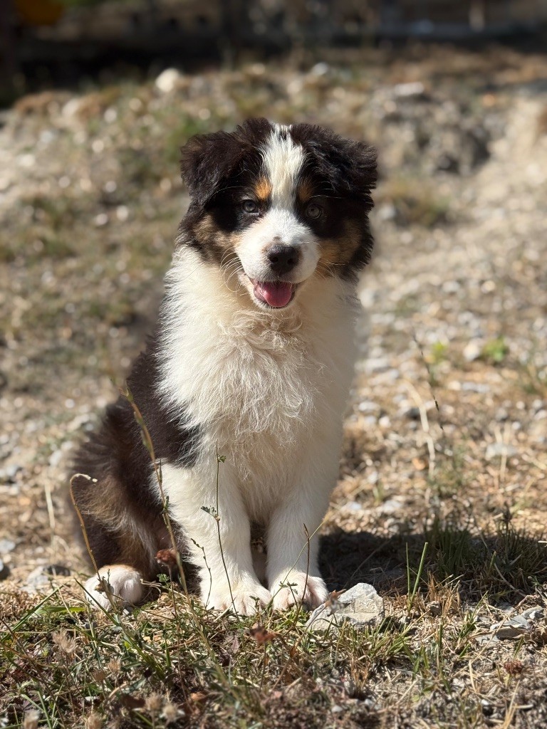 du Château de l'Amour - Chiots disponibles - Berger Australien