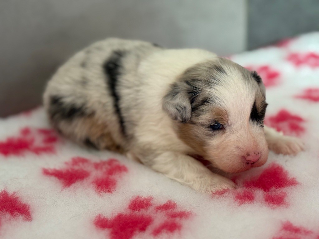 du Château de l'Amour - Chiots disponibles - Berger Australien