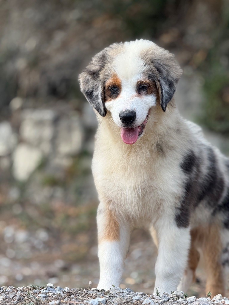 du Château de l'Amour - Chiots disponibles - Berger Australien