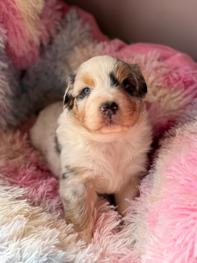 du Château de l'Amour - Chiots disponibles - Berger Australien