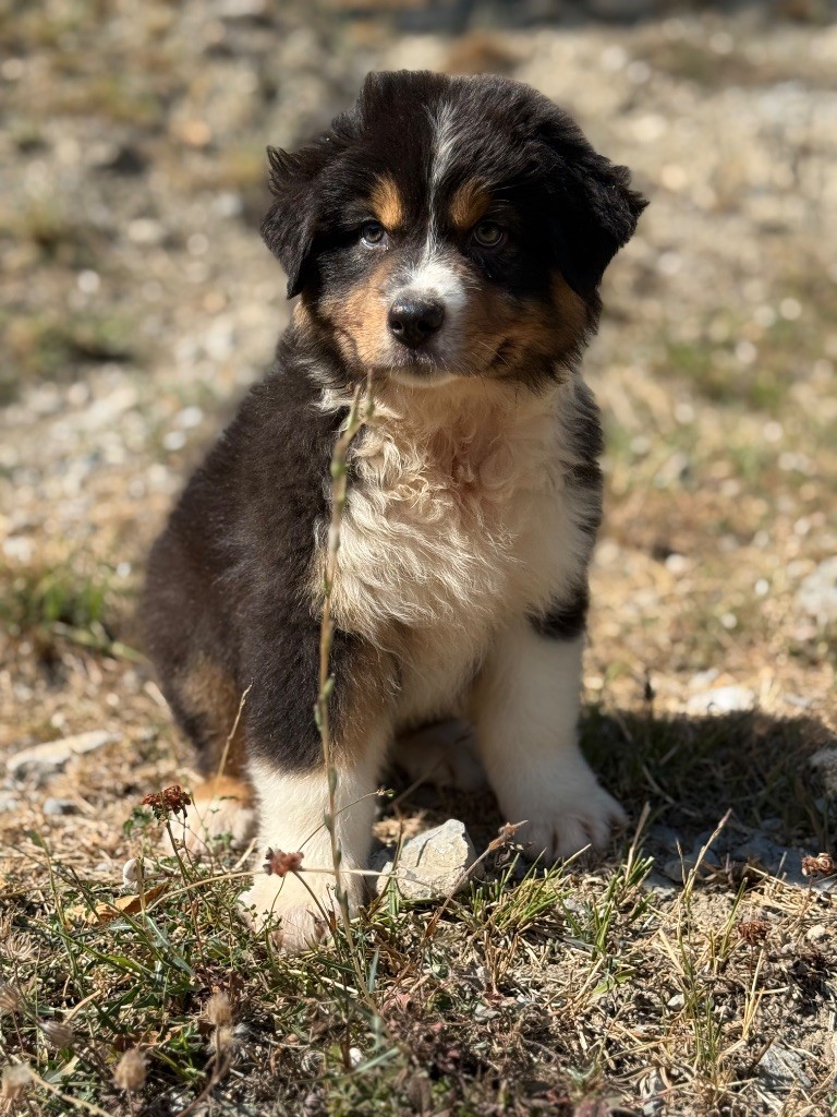 du Château de l'Amour - Chiots disponibles - Berger Australien
