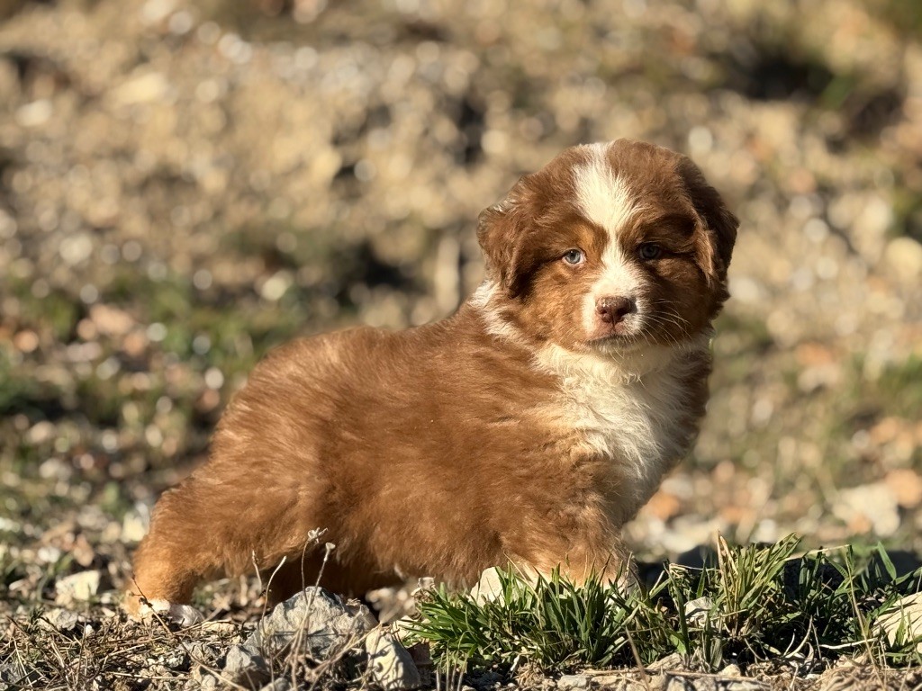 du Château de l'Amour - Chiots disponibles - Berger Australien