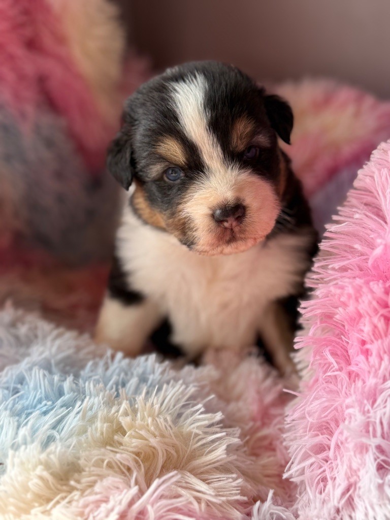 du Château de l'Amour - Chiots disponibles - Berger Australien