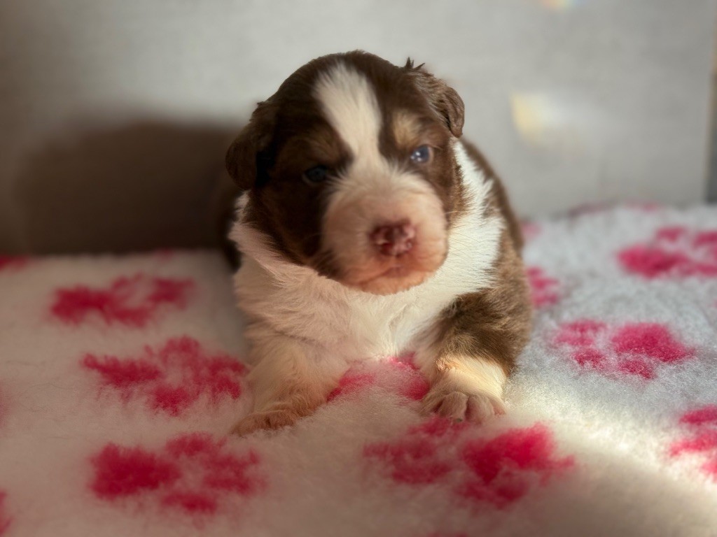 du Château de l'Amour - Chiots disponibles - Berger Australien