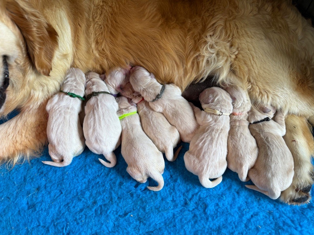 Chiot Golden Retriever du Château de l'Amour