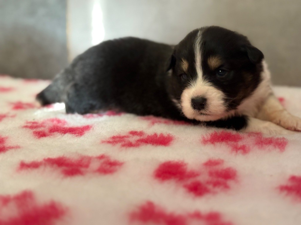 du Château de l'Amour - Chiots disponibles - Berger Australien