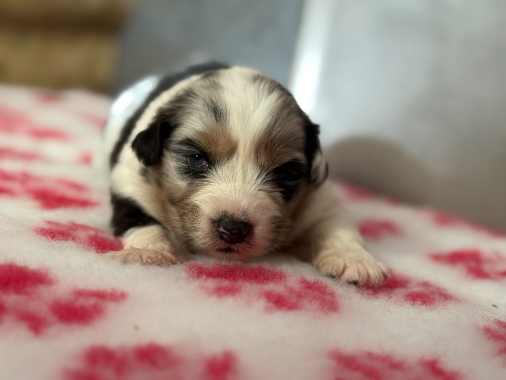 du Château de l'Amour - Chiots disponibles - Berger Australien