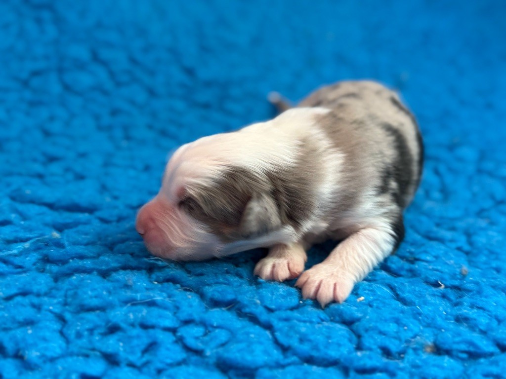 du Château de l'Amour - Chiots disponibles - Berger Australien